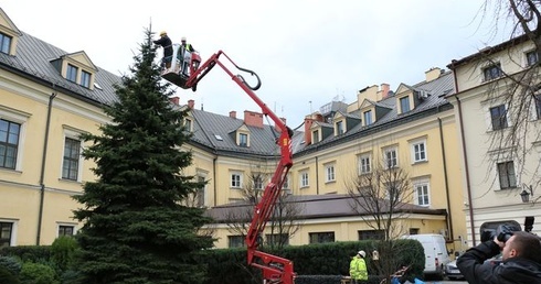 Strojenie świerka papieskiego