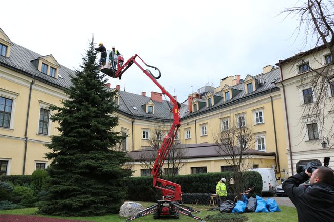 Strojenie świerka papieskiego