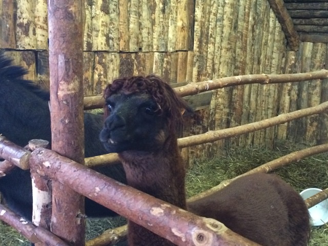 Żywa szopka w Strumieniu - 2014 