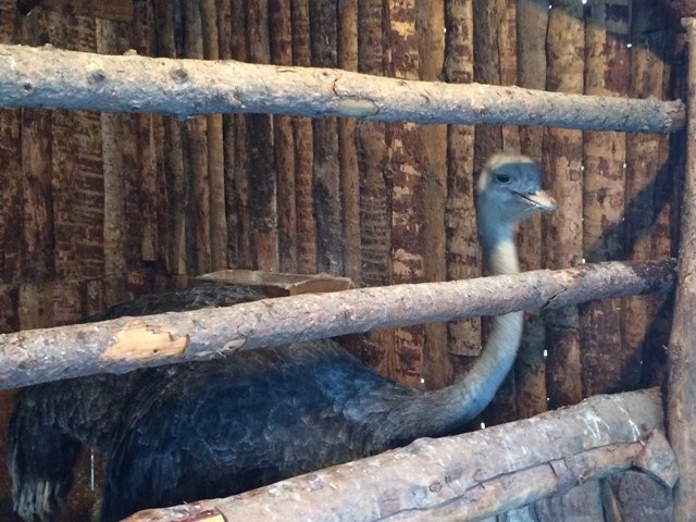 Żywa szopka w Strumieniu - 2014 