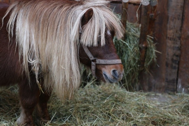 Żywa szopka w Strumieniu - 2014 