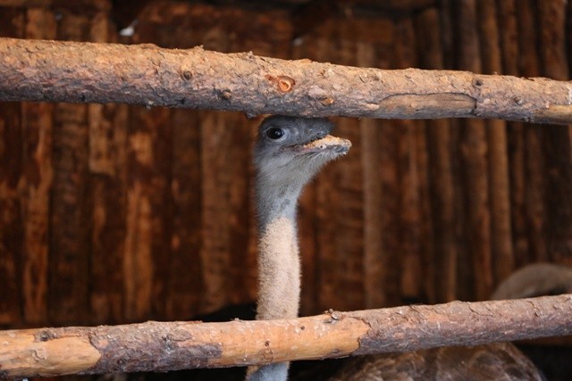 Żywa szopka w Strumieniu - 2014 