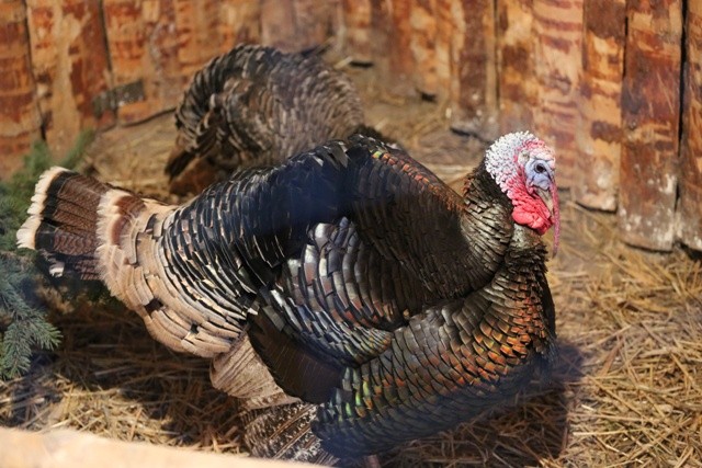 Żywa szopka w Strumieniu - 2014 