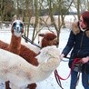 Pani Kasia oprócz tego, że cały swój wolny czas poświęca szkoleniu alpak, sama też ciągle się uczy