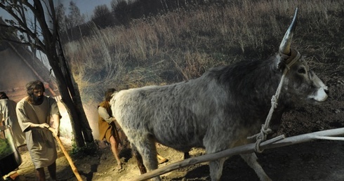 "Cywilizację" przynieśli m.in. rolnicy znad Dunaju