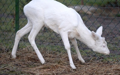 Sarna albinos