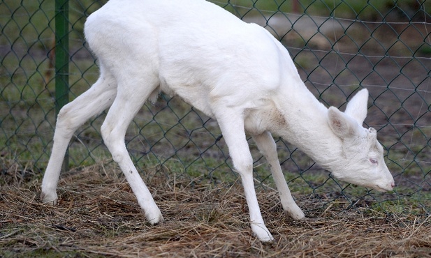 Sarna albinos