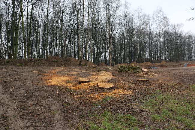 Zarośla zasłaniają kopiec Kościuszki