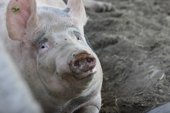 Rosja rozbije unijną solidarność?