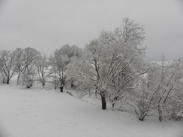 Styczniowy odcień zimy