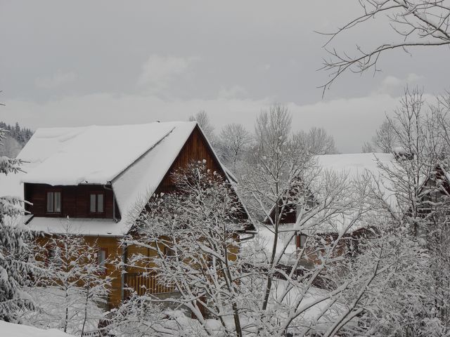 Styczniowy odcień zimy