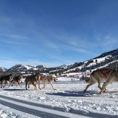 Wyścigi psich zaprzęgów w Niemczech