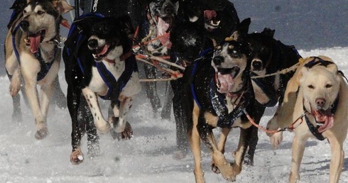 Śnieg, mróz i parujące jęzory