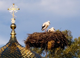 W obronie boćków