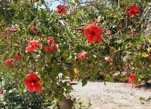 Antykoncepcja - nic dobrego