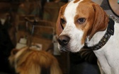 Międzynarodowa wystawa psów w Drzonkowie