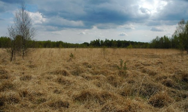 Jutro spłoną wrzosowiska