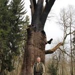 Dąb "Chrobry"