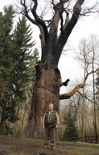 Dąb "Chrobry"