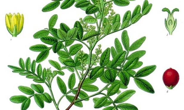 Pistacje