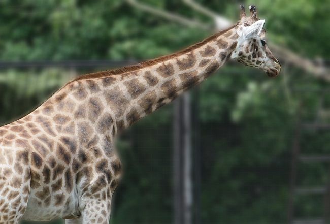 W zoo padła żyrafa