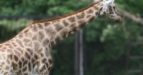 W zoo padła żyrafa