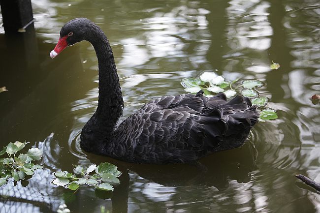 Warszawskie ZOO