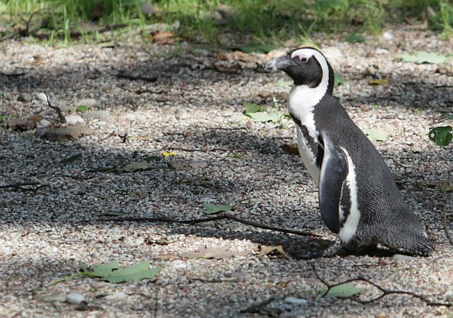 Warszawskie ZOO