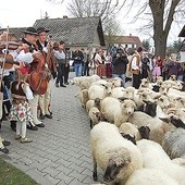  Podczas Święta Bacowskiego symbolicznie zostanie poświęcony kierdel (stado) owiec