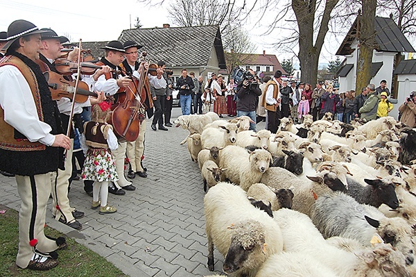  Podczas Święta Bacowskiego symbolicznie zostanie poświęcony kierdel (stado) owiec