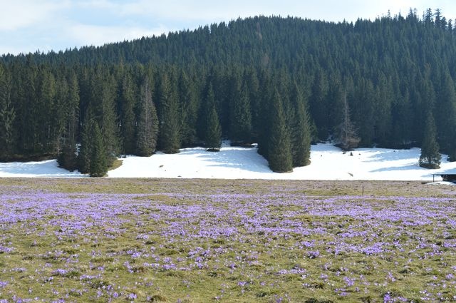 Krokusy w Chochołowskiej