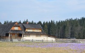 Krokusy w Chochołowskiej