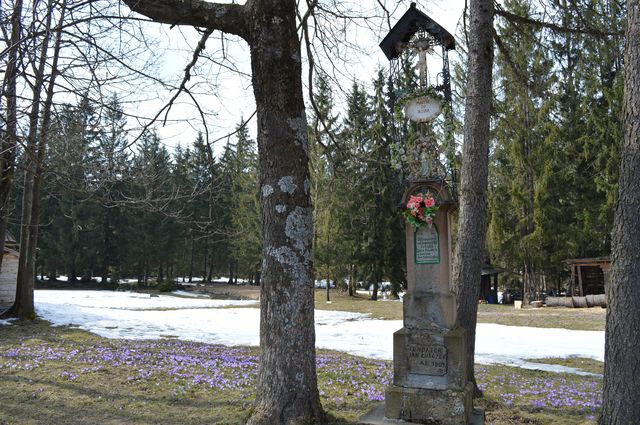 Krokusy w Chochołowskiej