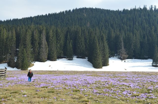 Krokusy w Chochołowskiej