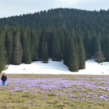 Krokusy w Chochołowskiej