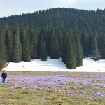 Krokusy w Chochołowskiej