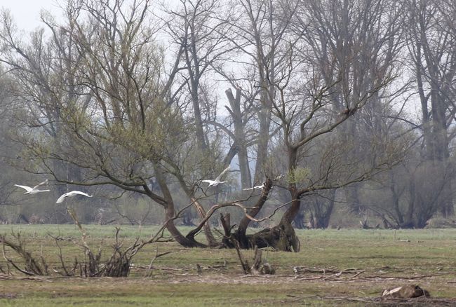 Rezerwat "Ujście Warty"