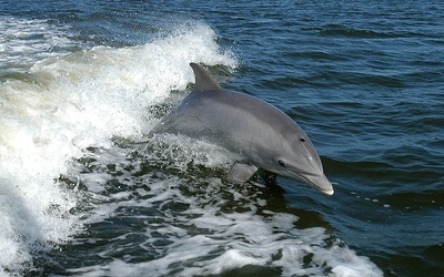 Delfin