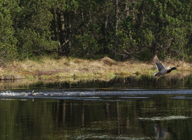 Wielkie torfowe jeziorko i torfowy las