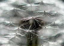 Dmuchawce, latawce, wiatr...