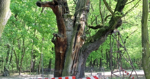 Najstarszy warszawianin