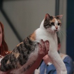Międzynarodowa wystawa kotów w Skierniewicach