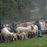 Owce są dojone dwa razy dziennie: rano i wieczorem.  Prace wykonują mężczyźni  