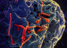 Katolicy na pierwszej linii walki z ebolą