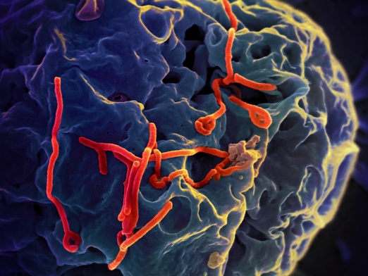 DR Konga: Ponad 740 osób dotkniętych wirusem ebola
