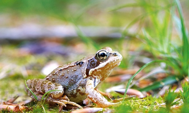 W Ameryce Dzień Płaza obchodzi się 25 kwietnia.  Mój Dzień Płaza odbył się w majowy weekend. Jednego dnia spotkałem traszkę, salamandrę i żabę trawną