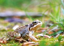 W Ameryce Dzień Płaza obchodzi się 25 kwietnia.  Mój Dzień Płaza odbył się w majowy weekend. Jednego dnia spotkałem traszkę, salamandrę i żabę trawną