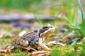 W Ameryce Dzień Płaza obchodzi się 25 kwietnia.  Mój Dzień Płaza odbył się w majowy weekend. Jednego dnia spotkałem traszkę, salamandrę i żabę trawną