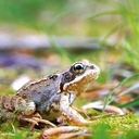 W Ameryce Dzień Płaza obchodzi się 25 kwietnia.  Mój Dzień Płaza odbył się w majowy weekend. Jednego dnia spotkałem traszkę, salamandrę i żabę trawną