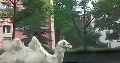 Wielbłąd biegał po Legnicy